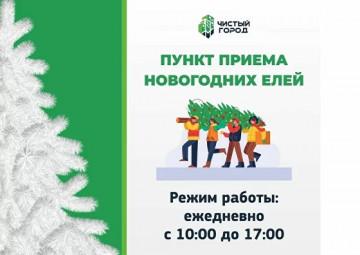 Пункт приема новогодних елей